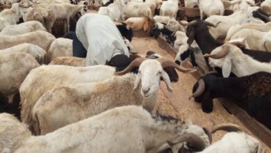Sallah: Nigeria will survive economic hardship as ram price surges – Atus