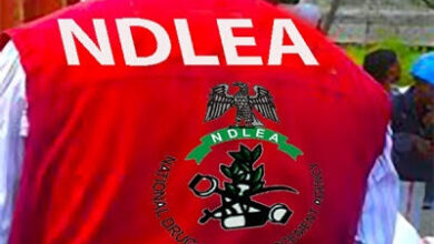 ₦4.4 Billion Worth of "Thai Loud" Intercepted at Lagos Ports — NDLEA Uncovers a Brand New Trafficking Route